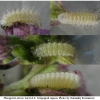 ph arion larva2 volg